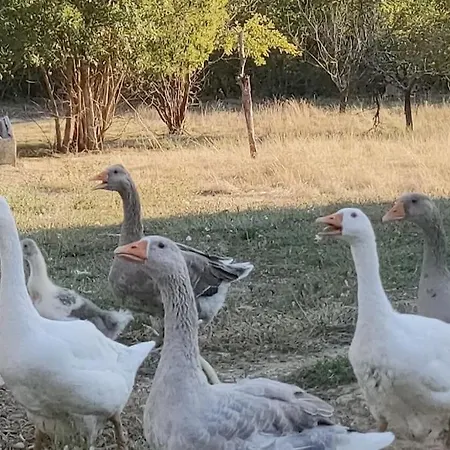 Domaine De La Crete Les Cocottes Zeen Prázdninový dům